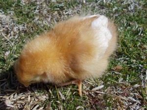 Cover photo for Bladen County 4-H Youth Livestock Program and Chick Chain Project