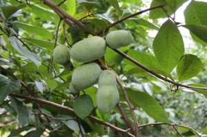 paw paw fruit