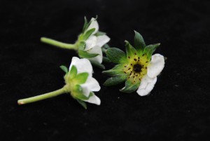 Cover photo for Pointers on Disease Resistance Management From Expo 2014 in Pinehurst; More Information on Botrytis Crown Rot (11:12am, 3/13/15)
