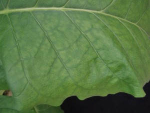 Cover photo for From the Field-Agronomy Notes