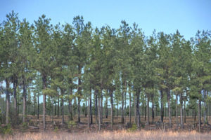 Cover photo for Register Now for Extension's Tax Workshop for Forest Landowners
