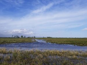 Cover photo for Soybean Considerations Following Hurricane Florence