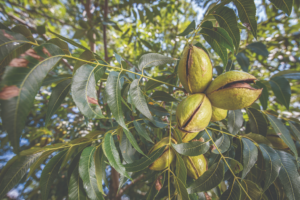 Mature pecans in tree