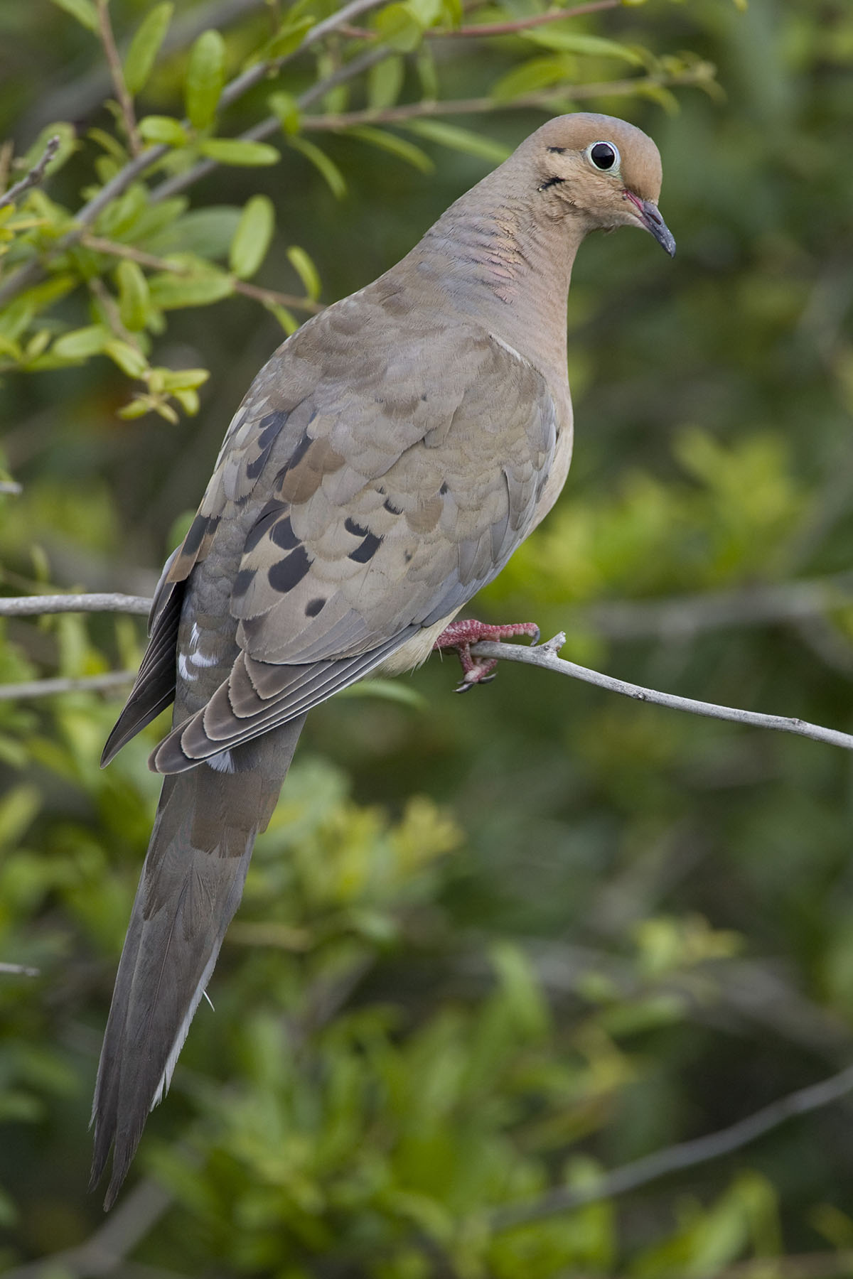 A mourning dove sitting on a thin stick.