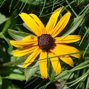Picture of the reproductive part of Rudbekia