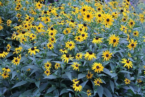 Picture focusing on the Rudbekia's leaf color and margins