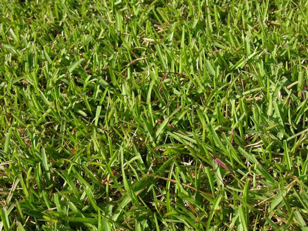 Lawn and Turfgrass Management