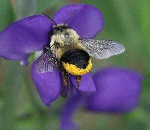 Cover photo for Request Your Feedback on Pollinator Programs!