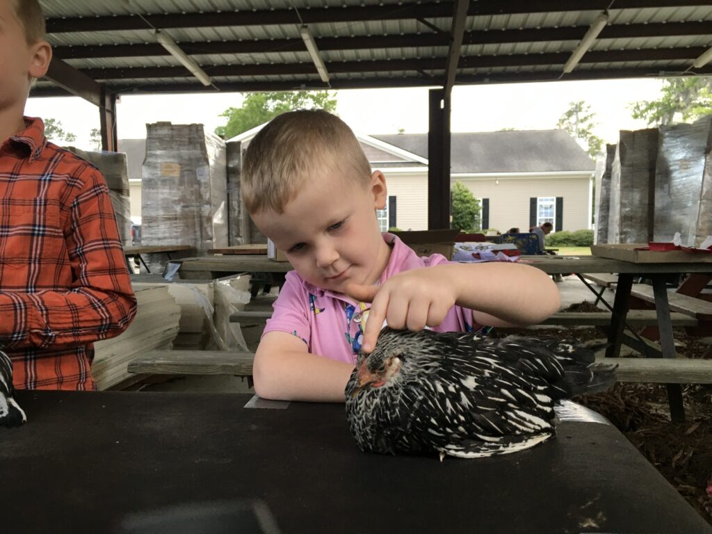 A young boy pets a chicken.