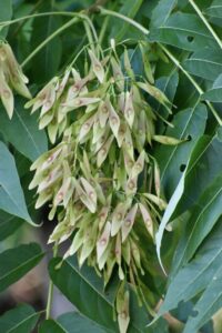 Immature, winged fruits