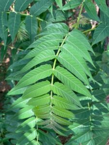 Cover photo for Plant Spotlight: Tree of Heaven, ‘Ailanthus Altissima’