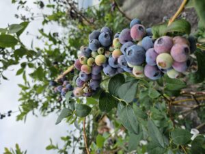 Cover photo for New Factsheet: Whiteflies in Blueberries